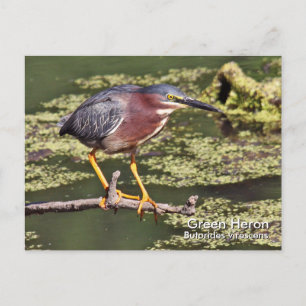 Green Heron Postcard