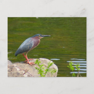 Green Heron Postcard