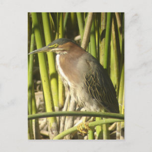 Green Heron Postcard