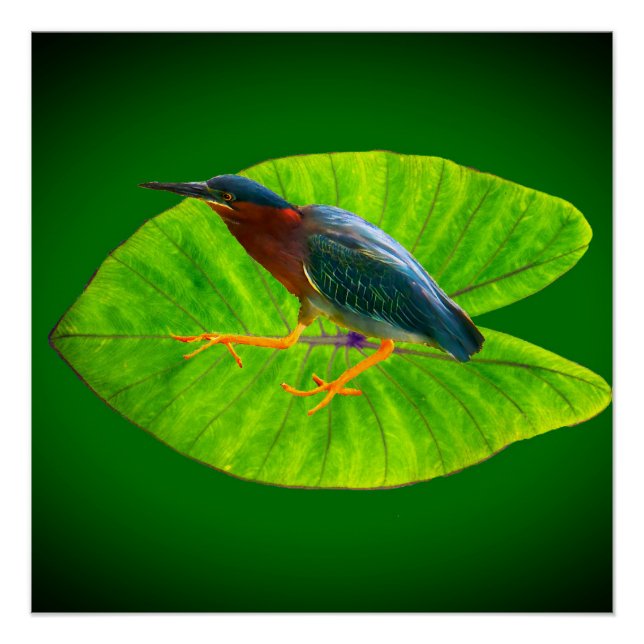 Green heron poster (Front)