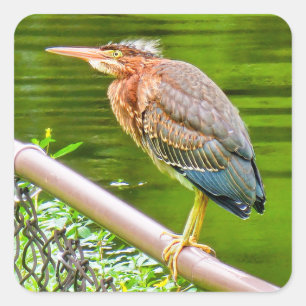Green heron square sticker