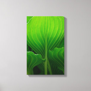 Green Hosta Leaves Canvas Print