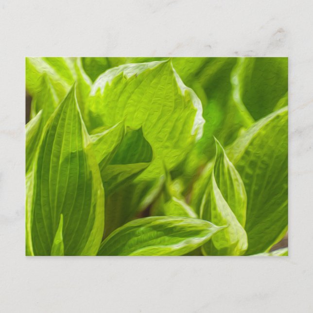 Green Hosta Leaves Postcard (Front)