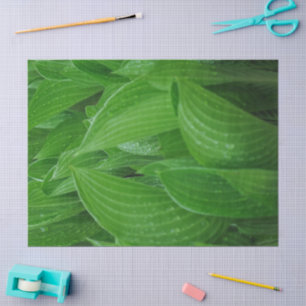 Green Hosta Leaves with Raindrops Tissue Paper