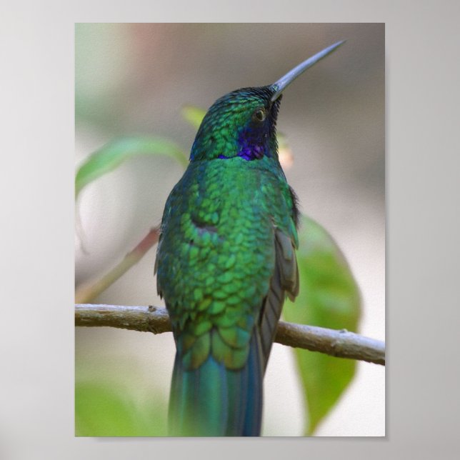 Green Humming Bird Poster (Front)