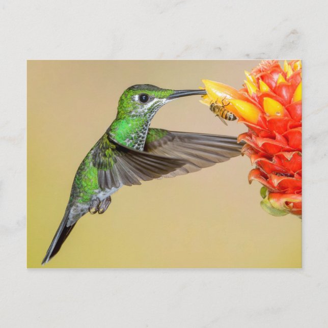 Green Hummingbird & Bee Postcard (Front)