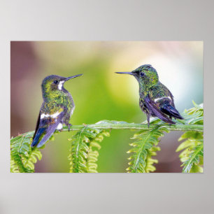 Green Hummingbird Couple on a Leaf Poster