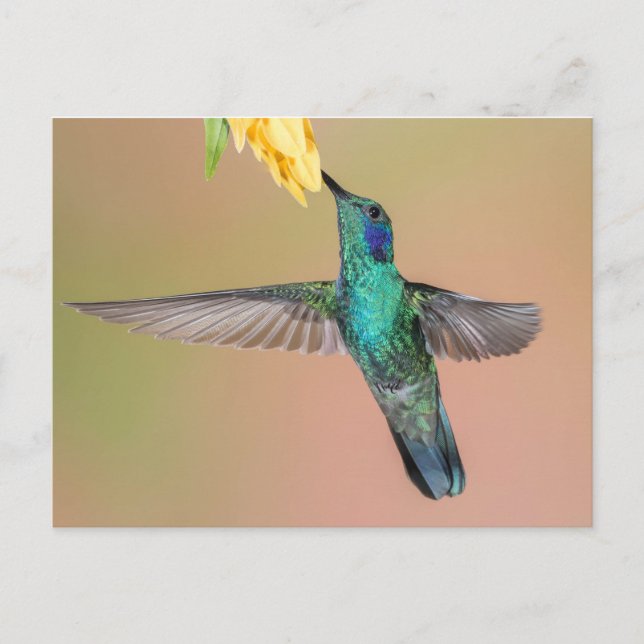 Green Hummingbird Flying to a Yellow Flower Postcard (Front)