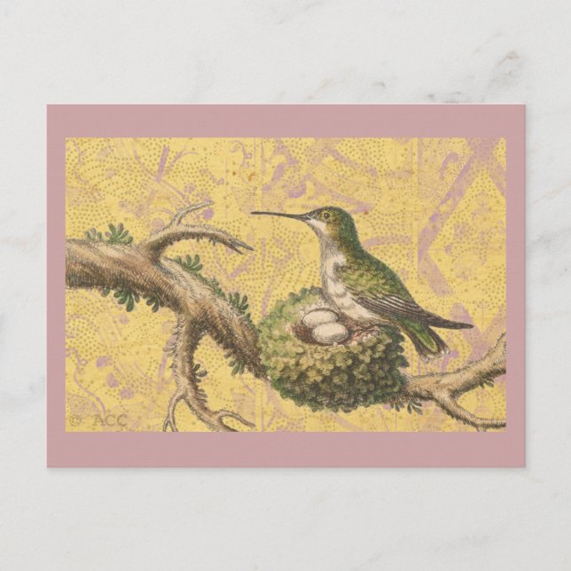 Green Hummingbird Nest Eggs Branch Postcard (Front)