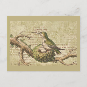 Green Hummingbird Nest Eggs Branch Postcard