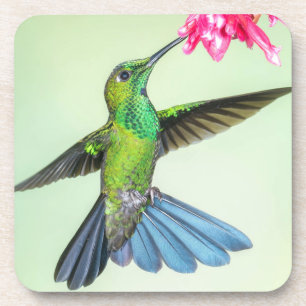 Green Hummingbird & Pink Flower Coaster