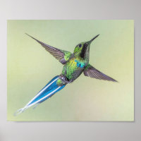 Green Hummingbird with Long Blue Tail Feathers