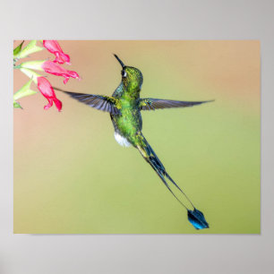 Green Hummingbird with Long Tail Feathers Poster