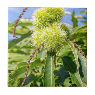 Green husks and leaves of sweet chestnut tree tile
