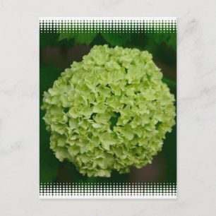 Green Hydrangea Postcard