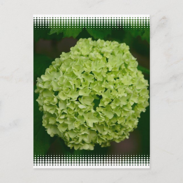 Green Hydrangea Postcard (Front)