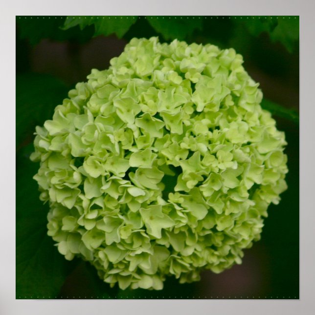 Green Hydrangea Poster (Front)