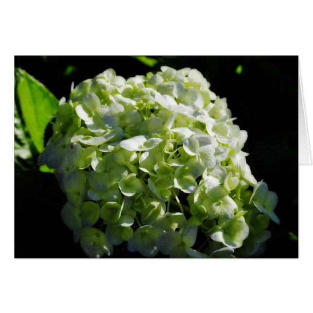 Green Hydrangeas Flowers (Front Horizontal)