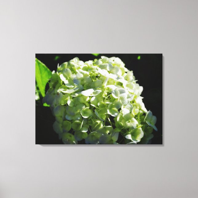 Green Hydrangeas Flowers Canvas Print (Front)