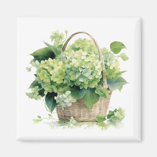Green Hydrangeas Magnet   (Front)