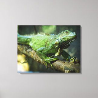 Green Iguana Canvas Print