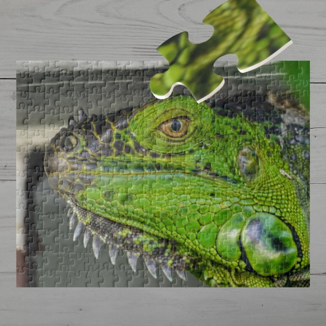 Green Iguana Close-up Photographic Jigsaw Puzzle (Creator Uploaded)