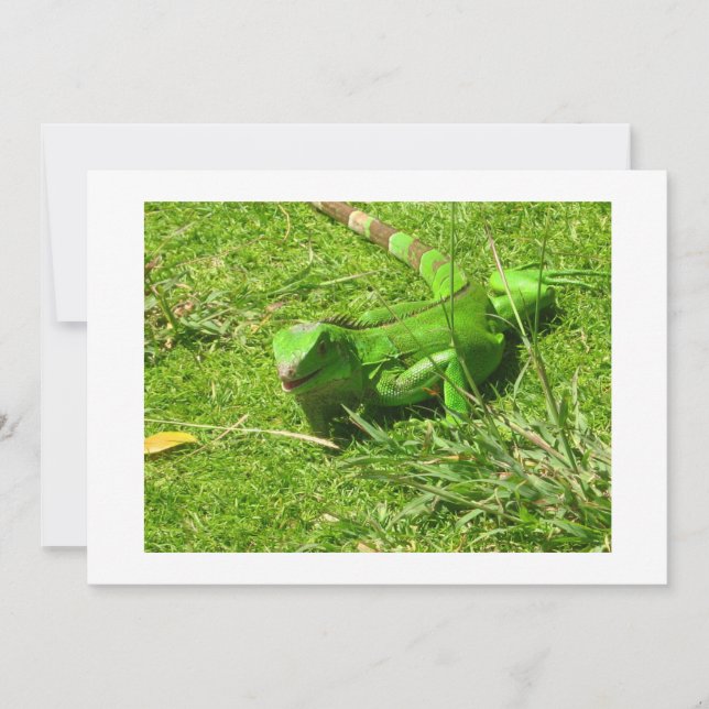 Green Iguana in Grass (Front)