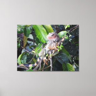 Green Iguana in the Rainfoest Canvas Print