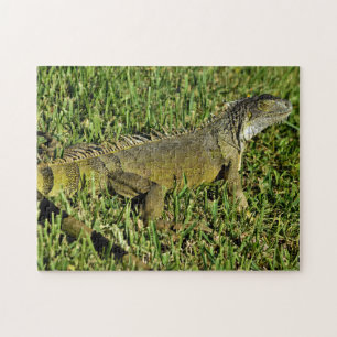 Green Iguana Lizard in Grass Jigsaw Puzzle