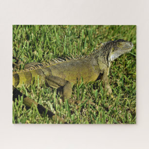 Green Iguana Lizard in Grass Jigsaw Puzzle