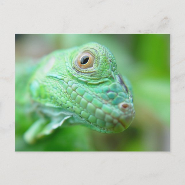 Green Iguana Lizard Reptile On Leaf Postcard (Front)