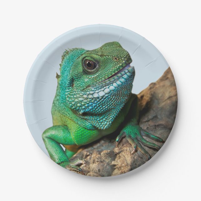 Green iguana paper plate (Front)