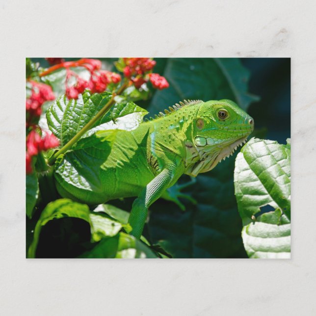 Green iguana postcard (Front)