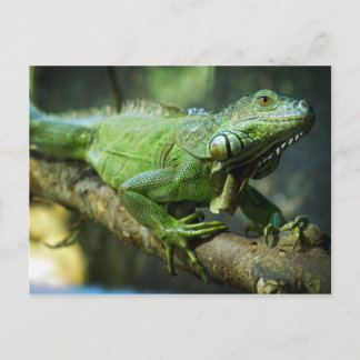Green Iguana Postcard
