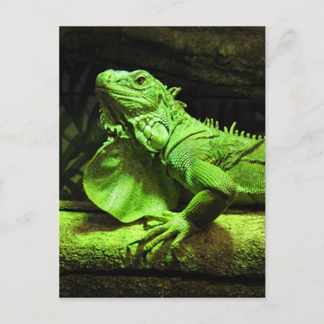 Green Iguana Postcard (Front)