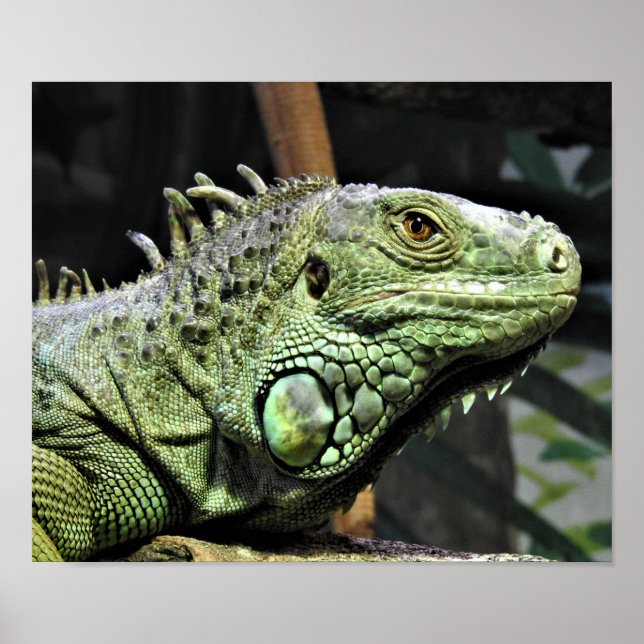 Green Iguana Poster (Front)