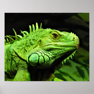 Green Iguana Poster