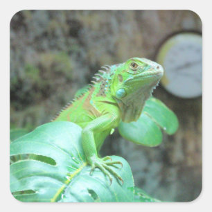   Green iguana   Square Sticker