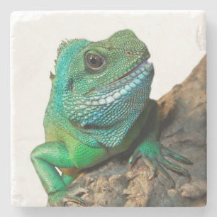 Green iguana stone coaster