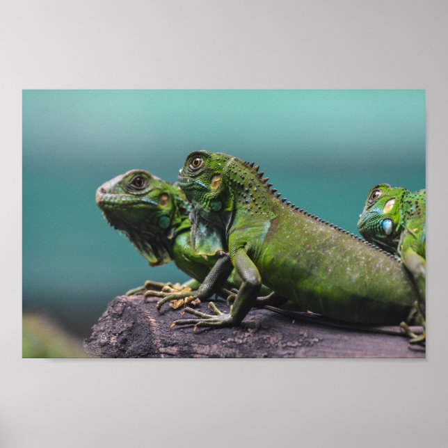 Green Iguanas Poster (Front)