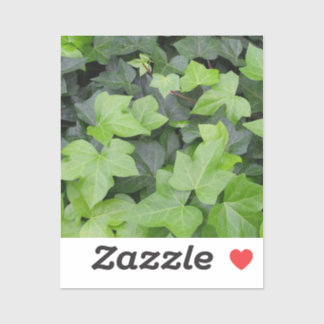 Green Ivy Botanical Print
