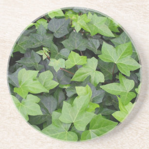 Green Ivy Botanical Print Coaster