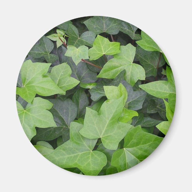 Green Ivy Botanical Print Magnet (Front)