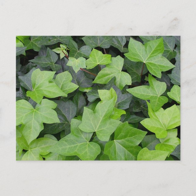 Green Ivy Botanical Print Postcard (Front)