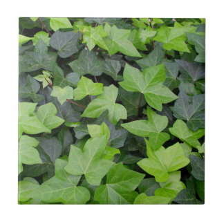 Green Ivy Botanical Print Tile