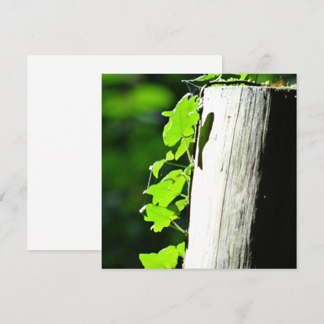 Green ivy leaves at a tree trunk (Front/Back)