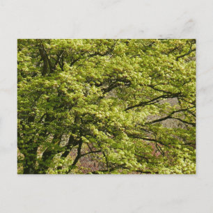 Green Japanese Maple Holiday Postcard