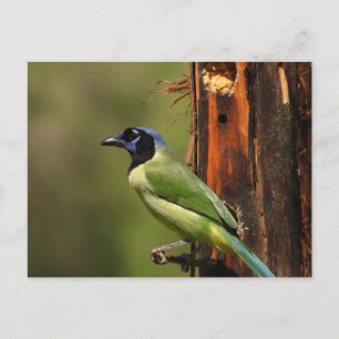 Green Jay Colourful Bird Photography Postcard