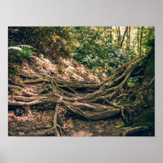 Green Knob Trail Blue Ridge Mountains Poster