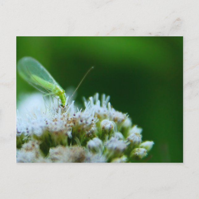 Green Lacewing on Boneset Flower Postcard (Front)